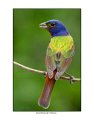 1802 painted bunting